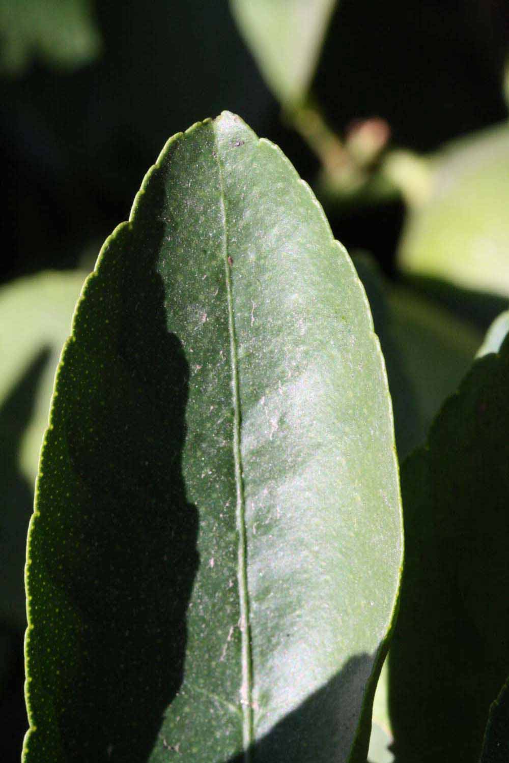              Margin (Riverside, CA)       